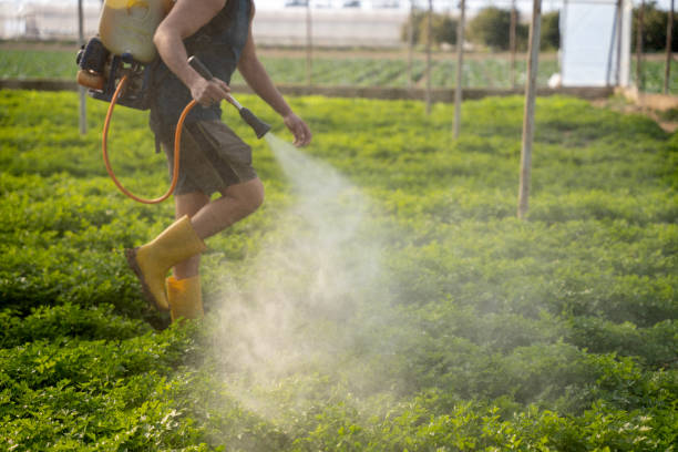 Best Pest Inspection Near Me  in Wolfforth, TX